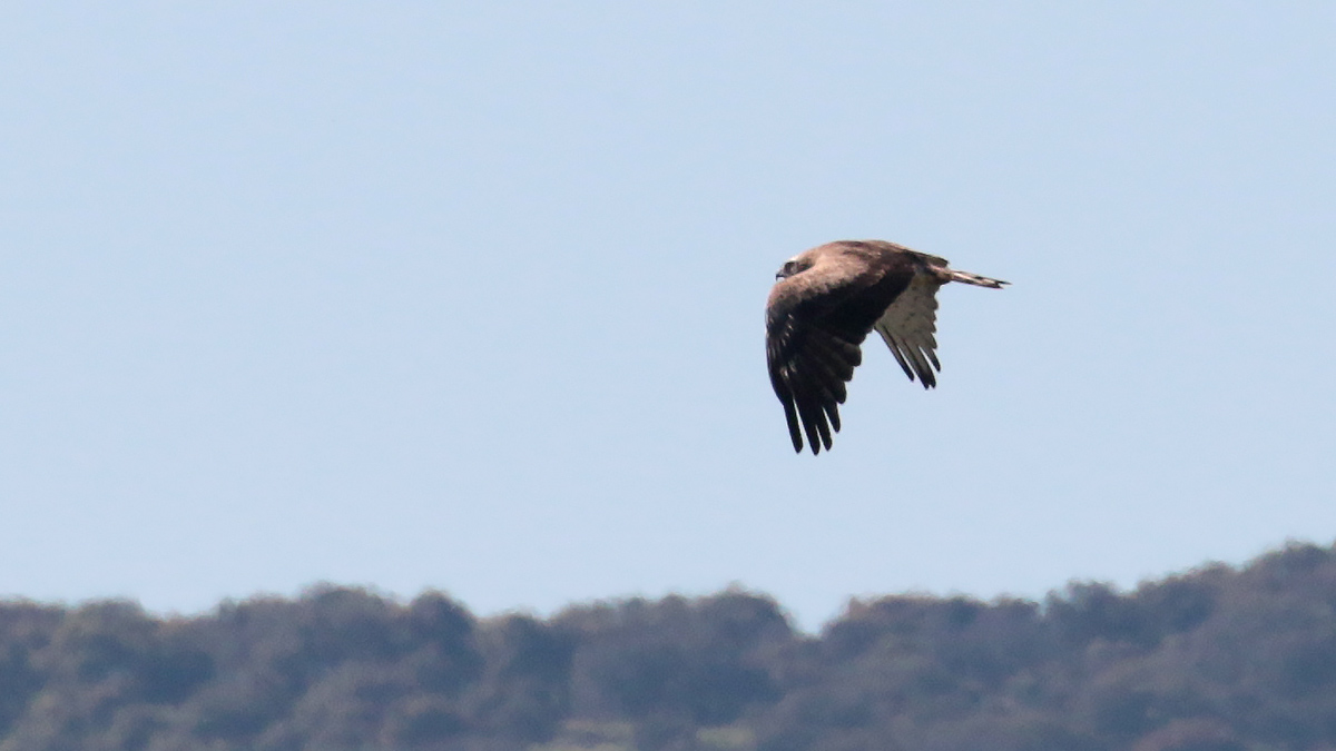 Extremadura - Slangenarend